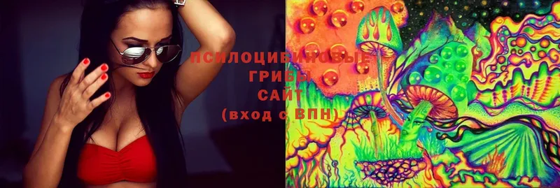 Псилоцибиновые грибы Cubensis  цена   Гулькевичи 